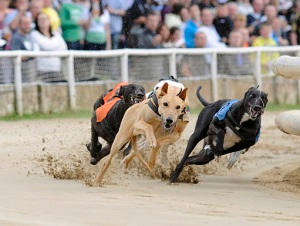 UK – BAGS and SIS to launch Live Greyhounds online