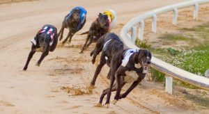 US – Colossus Bets partners with SIS World Greyhound Tote Pool jackpots