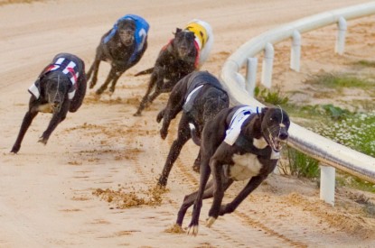 Irish greyhound racing store board