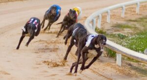 UK – Vermantia to distribute Arena’s greyhound races