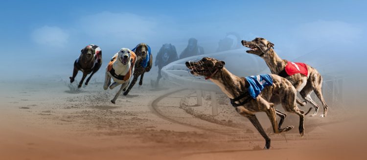 Italy – EUROBET launches Vermantia’s fully customised Virtual Racing with real greyhound content