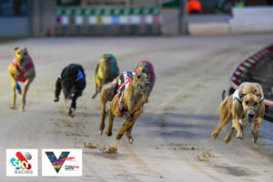Australia – Greyhound Racing Victoria targets wagering growth with Sky Racing partnership