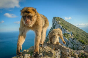Gibraltar – Pragmatic Play donates to Alameda Wildlife park