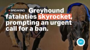 Calls for Government intervention as fatalities on Greyhound racetracks soar